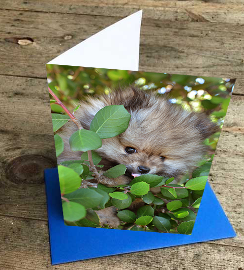 Zeko Greeting Card