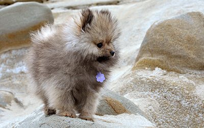 Three Month Old Beach Puppy