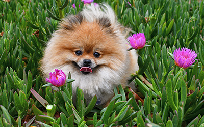 Pup with Ice Plant Flowers