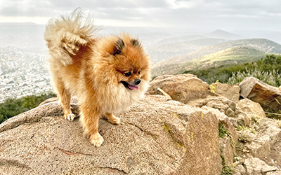 Cowles Mountain Hilltop Pup